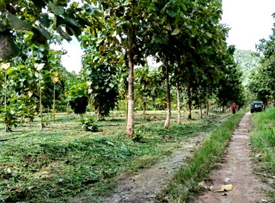 Land for sale Pak Chong Nakhon Ratchasima : Buy or sell land in Mu Si, Pak Chong, Nakhon Ratchasima at a cheap price. Interested? Line: @951qfbfi