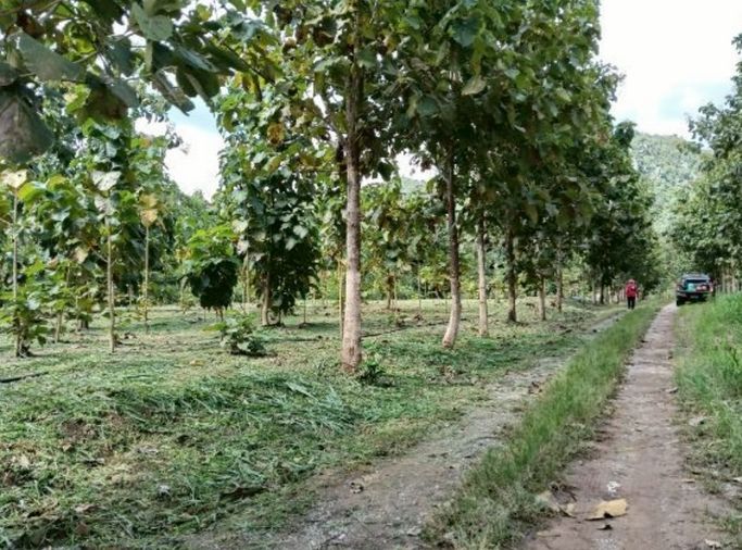 ขาย ซื้อ ที่ดิน หมูสี ปากช่อง โคราช ราคาถูก สนใจ Line: @951qfbfi