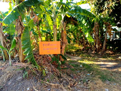 Land for sale Muang Chon Buri Chonburi : Land for sale near Khao Lam Road, only 750 meters from Sukhumvit Road