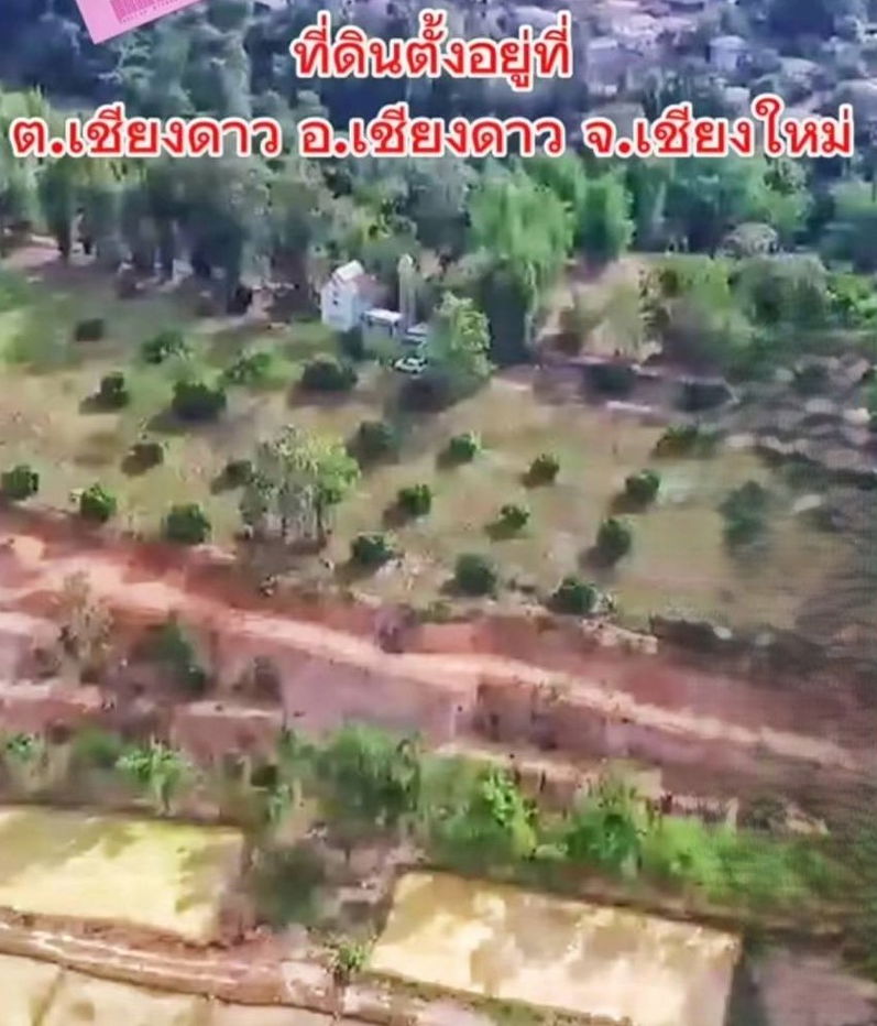 รูป ที่ดินเชียงดาว รวม พื้นที่ 	19 ไร่ 4 ตรว.ราคา 22 ล้าน ค่าโอนฝ่ายละครึ่ง โทร0814555465		 ขายด่วนที่ดิน เชียงดาว ทำเลนี้ ที่ดินแปลงนี้ราคาถูกสุดๆ			 - รูปที่ 3/5