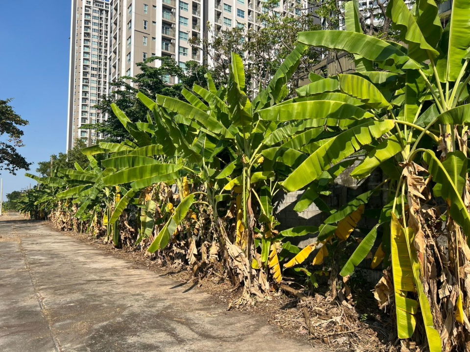 รูป ขายที่ดินแปลงใหญ่ติดถนนพระราม 9 เนื้อที่ 7-2-85 ไร่ เจ้าของขายเอง - รูปที่ 7/16