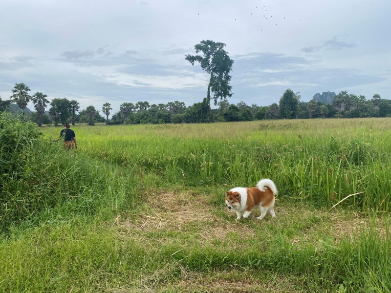picture Urgent sale – Prime land location 5 rai (full plot) Excellent feng shui and a million-baht view Located in Cha-am, Phetchaburi - 8/8