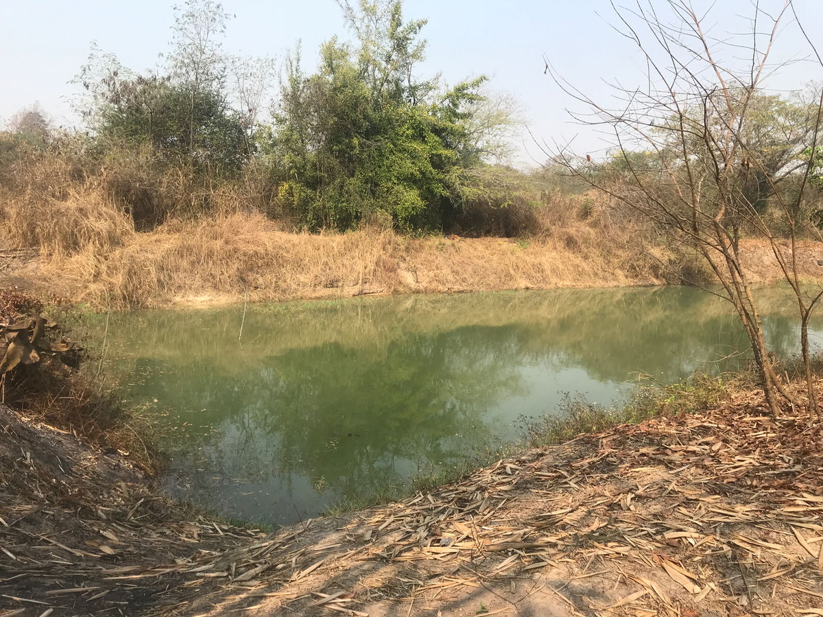 รูป ขายด่วนที่ดิน 5 ไร่พร้อมสวนลำไยและไม้สัก ราคาถูก  - รูปที่ 13/13