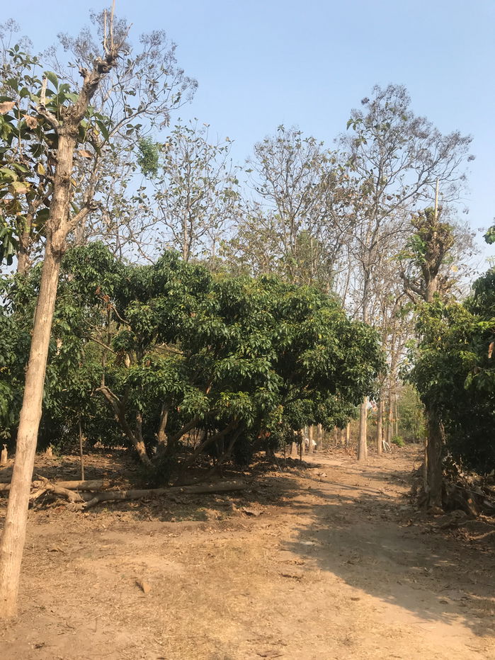 รูป ขายด่วนที่ดิน 5 ไร่พร้อมสวนลำไยและไม้สัก ราคาถูก - รูปที่ 6/13