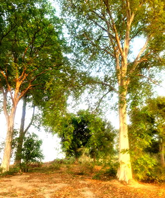 ขายที่ดิน : ขายที่ดินติดแม่น้ำโขงจังหวัดบึงกาฬ