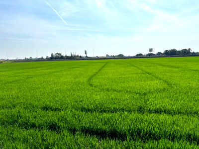 ที่ดิน วิทยาลัยเทคนิคปทุมธานี : ขายที่ดินเปล่า 18-0-54 ไร่ ถนนราชพฤกษ์ 346 ต.บางคูวัด อ.เมืองปทุมธานี จ.ปทุมธานี