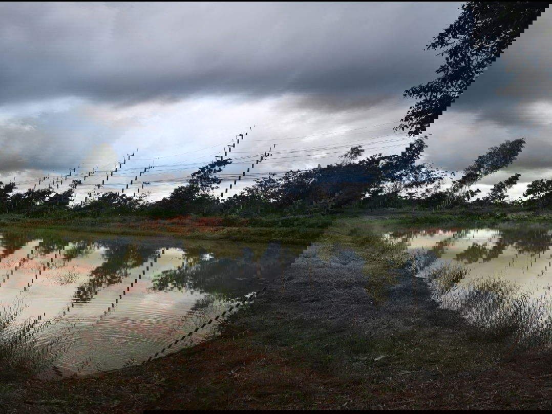 รูป ขายที่ดิน บึงกาฬ สวนยาง+บ่อน้ำ โฉนด ครุฑแดง นส4 จ 5 ไร่กว่า เจ้าของขายเอง - รูปที่ 6/9