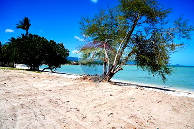 ที่ดิน เกาะสมุย สุราษฎร์ธานี : [920061011-7] BEACHFRONT  LAND FOR SALE IN KOH SAMUI