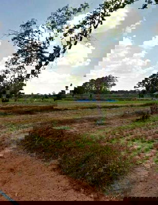 ที่ดิน อุบลราชธานี : ขายที่ดินเปล่า ใกล้พุทธสถานราชธานีอโศก จ.อุบลราชธานี