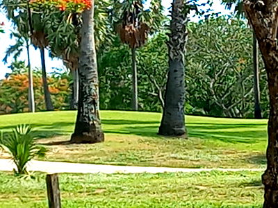 ที่ดิน บ.ไทยโพลิเมอร์เท็กซ์ไทล์ : ขายที่ดินในสนามกอล์ฟเลควู๊ด ติดถนนบางนาตราด ใกล้เมกาบางนา