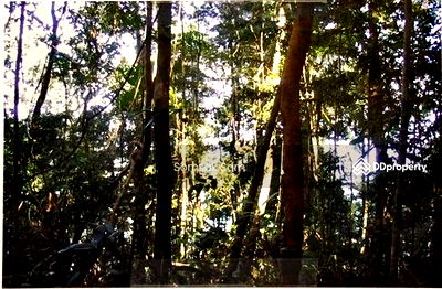 Land for sale Ko Chang Trat : Land for sale near Kuncharaburi Resort, Trat Province