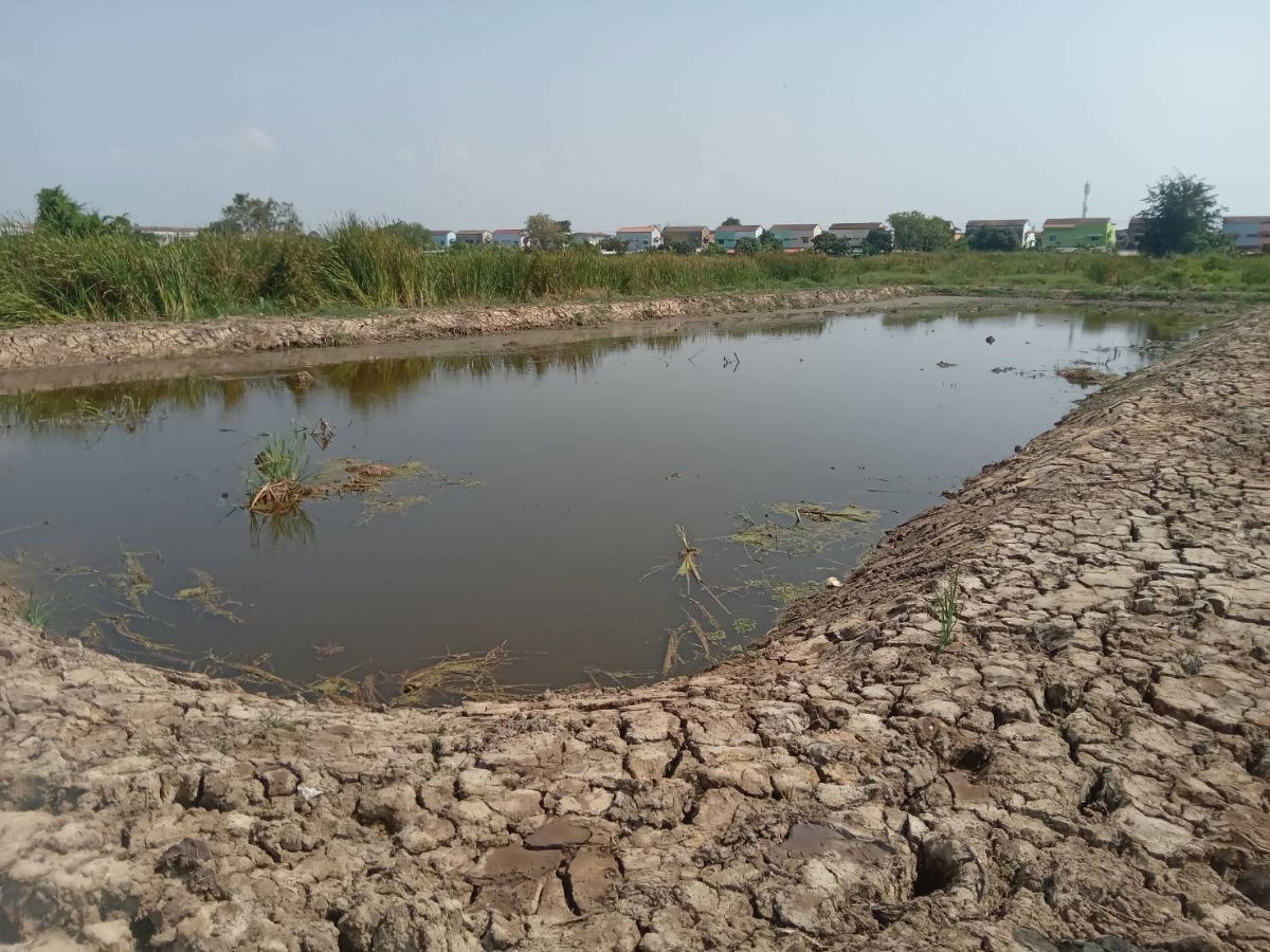 รูป ขายที่ดินเปล่า 2 ไร่ ติดถนนคอนกรีต อยู่ในซอยเทศบาลบางปู 83 - รูปที่ 6/14