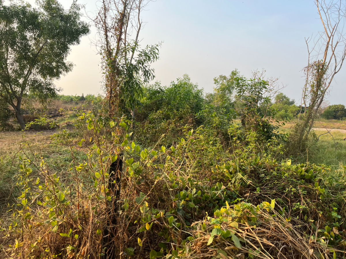 รูป ขายที่ดิน 1 ไร่ มีโฉนด ต.ดอน อ.เมือง ห่างถนนหลวง 200 ม. ใกล้คาเฟ่ดัง - รูปที่ 11/17