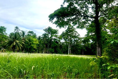 Land for sale Ko Samui Surat Thani : [920121030-210] A5 Plot of Flat Land for sale near the Beach in Taling Ngam, Koh Samui