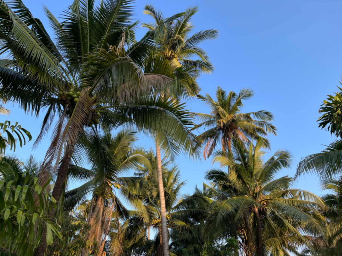 รูป ขายที่ดิน 2-1-63 ไร่ อ.บางคนที จ.สมุทรสงคราม - รูปที่ 5/8