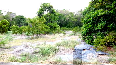 ที่ดิน วิทยาลัยพณิชยการเชตุพน : ขายที่ดินเกาะสีชัง จังหวัดชลบุรี