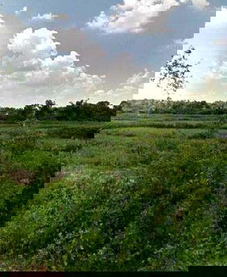 ที่ดิน วิทยาลัยพยาบาลบรมราชชนนีสรรพสิทธิประสงค์ : ขายที่ดินเปล่า ใกล้พุทธสถานราชธานีอโศก จ.อุบลราชธานี