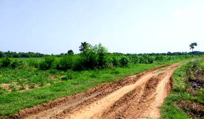 ที่ดิน นครราชสีมา (โคราช) : ขายที่ดินเปล่า  ต.โนนสูง อ.โนนสูงจ.นครราชสีมา  57 ไร่