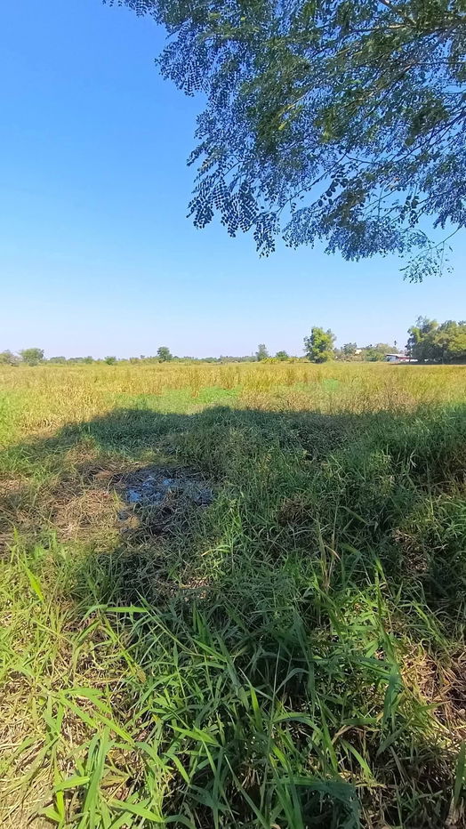 รูป ขายที่ดินตำบลพระพุทธอำเภอเฉลิมพระเกียรติจังหวัดนครราชสีมา #ติดถนนเพชรมาตุคลา226 ขนาดที่ดิน: 5 ไร่ 94ตารางวาโฉนด - รูปที่ 4/5