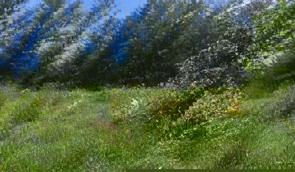 รูป ขายที่ดิน ทำเลสวย บนเกาะพระทอง จ.พังงา ห่างจากทะเลประมาณ 50 เมตร - รูปที่ 3/3