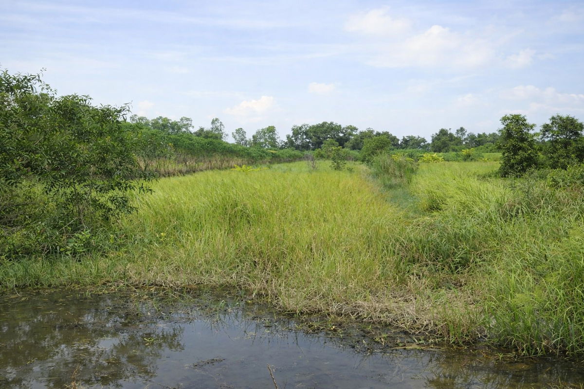 รูป  🌿 ขายที่ดินเปล่า 2 ไร่ องครักษ์ นครนายก ใกล้ Atitaya Golf club and resort - รูปที่ 4/4