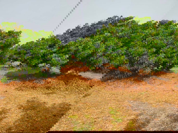 รูป ❗️ขายด่วน❗️ที่ดินพร้อมสวนลำใย ติดถนนตรงข้ามน้ำปิง เขตเชียงใหม่ - ลำพูน บรรยากาศดี - รูปที่ 5/6