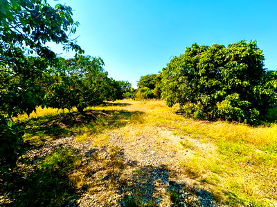 ขายที่ดิน : ❗️ขายด่วน❗️ที่ดินพร้อมสวนลำใย ติดถนนตรงข้ามน้ำปิง เขตเชียงใหม่ - ลำพูน บรรยากาศดี