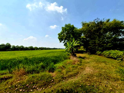 ที่ดิน วิทยาลัยเทคนิคธัญบุรี : 📍 ขายที่ดิน คลอง 13 หนองเสือ ปทุมธานี เนื้อที่ 31 ไร่