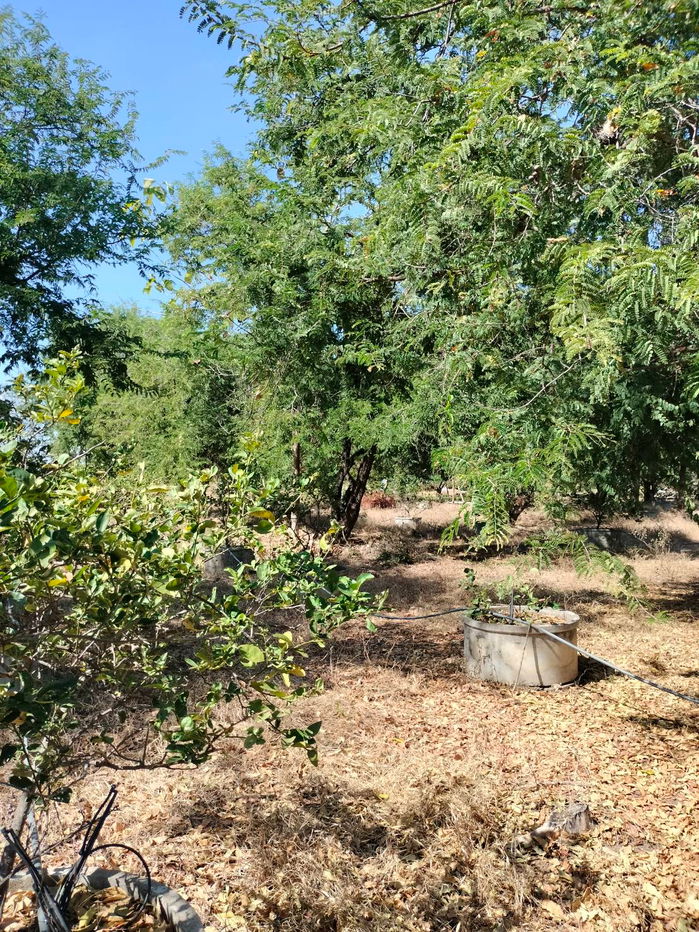 รูป ขายที่ดินถูกมาก 51 ไร่ ติดถนนใหญ่ สระบุรี-หล่มสัก อยู่ตรงข้ามบริษัทขนส่ง อำเภอหนองไผ่ จ.เพชรบูรณ์  - รูปที่ 6/7