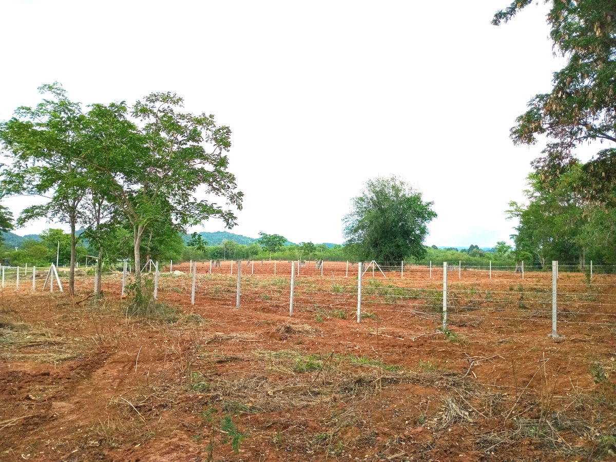 รูป 1-3-36 ไร่ โฉนดครุฑแดง ที่ดิน มวกเหล็ก สระบุรี - รูปที่ 2/5