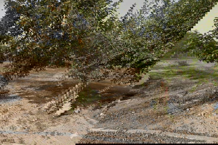 รูป 🌿 ขายที่ดินเปล่า 50 ตร.ว. ตะเคียนเตี้ย บางละมุง ชลบุรี - รูปที่ 3/5