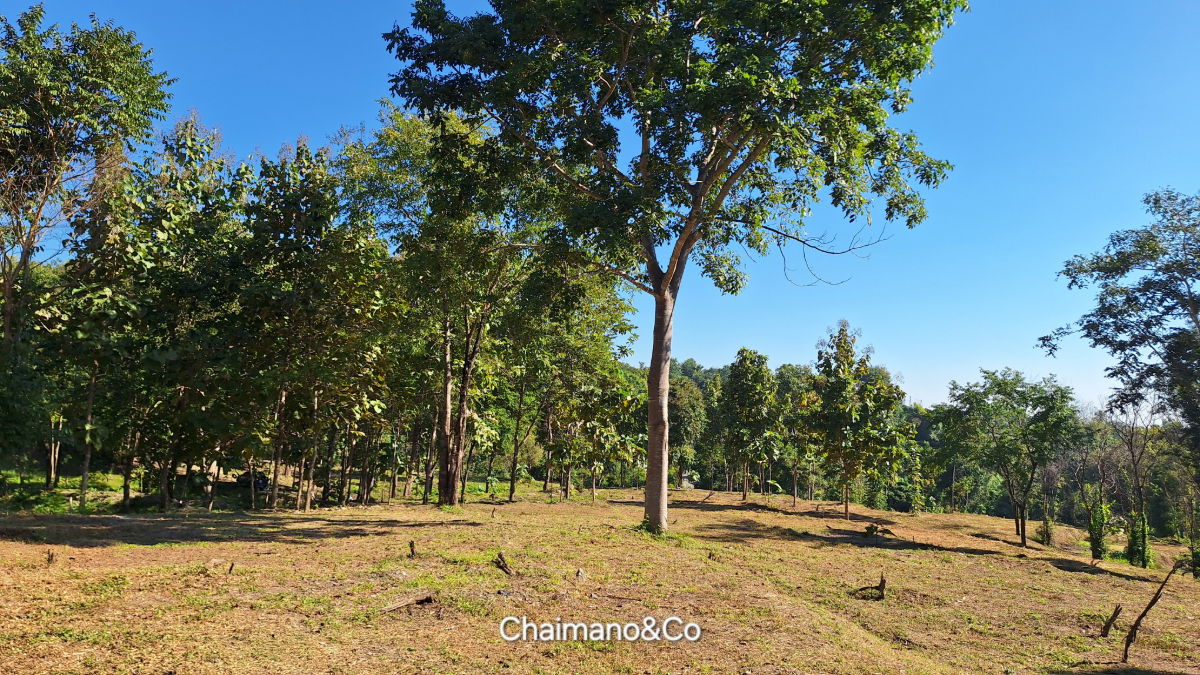 รูป ✨️⛰️ขายที่ดินสวนป่าธรรมชาติ 41ไร่+ อ.จอมทอง จ.เชียงใหม่ วิวเขาบนเนินเขา 1 ม่อนดอย สำหรับต่อยอดคาร์บอนเครดิต สวนเกษตร รีสอร์ท สถานปฏิบัติธรรม - รูปที่ 19/25