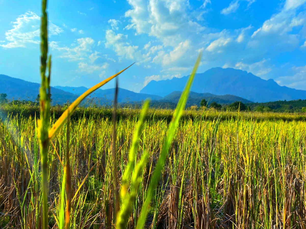 รูป 📣🏞 ขายที่ดินวิวดอยหลวงเชียงดาว 8 ไร่ 24 ตร.ว. (แม่นะ) พิกัด ต.แม่นะ อ.เชียงดาว จ.เชียงใหม่ 📌 - รูปที่ 25/31