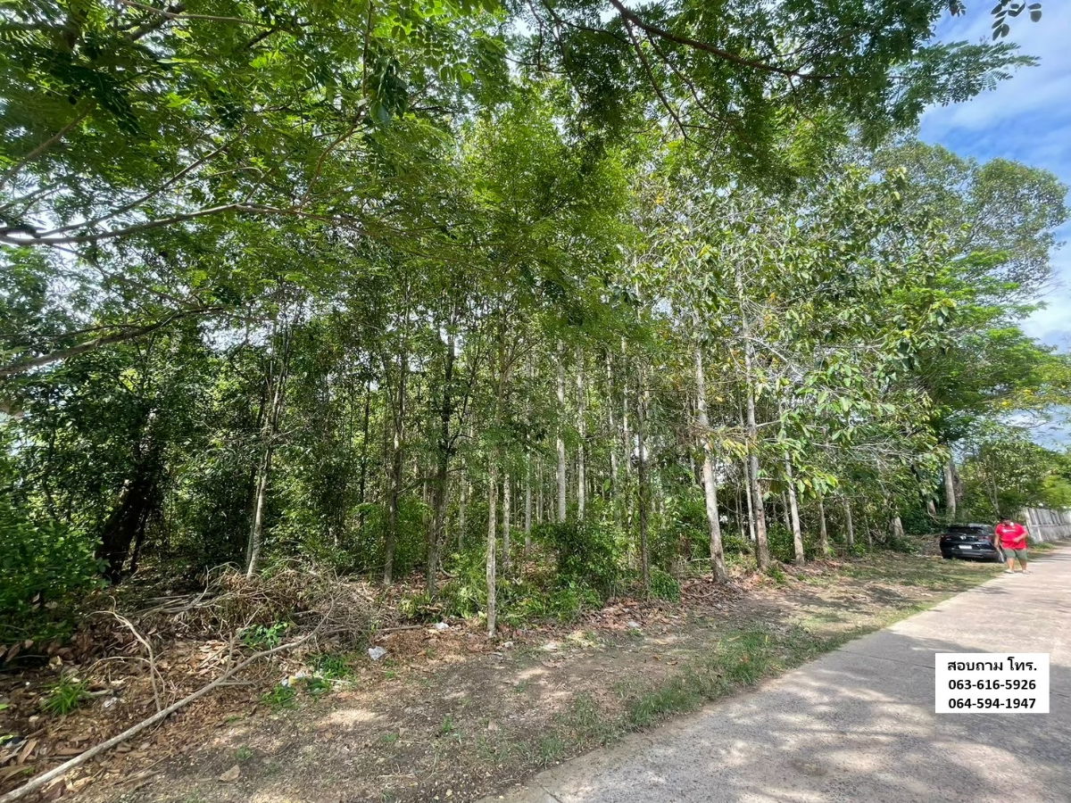 รูป 📢🚨ขายที่ดินพร้อมป่าเบญพรรณกว่า 10 ปี ทำเลดี ย่านชุมชน จ.นครนายก - รูปที่ 3/11