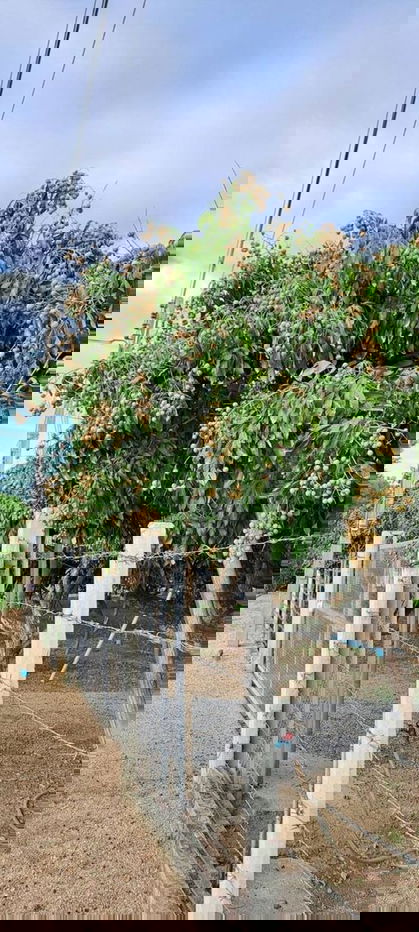 รูป ⚡ ขายที่ดินติดแม่น้ำปิง บ้านวังผาง ซอย 1 ต.วังผาง อ.เวียงหนองล่อง จ.ลำพูน ขนาด 3-1-34 ไร่ ยกแปลง ⚡ - รูปที่ 10/13