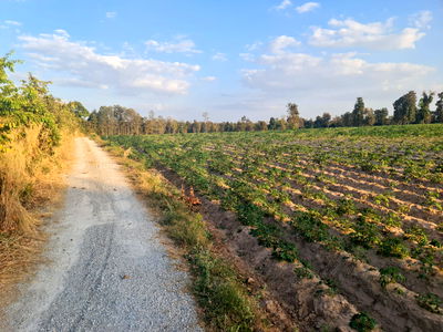 Land for sale Khon Kaen : Urgent sale! Land in Khon Kaen Province, cheap price, 210,000 baht per rai. Selling the entire plot of 33 rai.