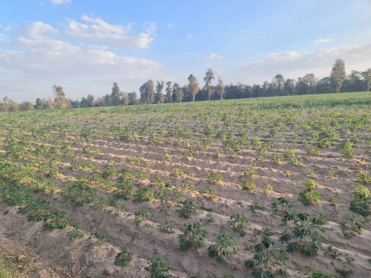 รูป ขายด่วน ที่ดิน จ.ขอนแก่น ราคาถูก ไร่ละ 2.1 แสนบาท ขายยกแปลง 33 ไร่ - รูปที่ 4/5