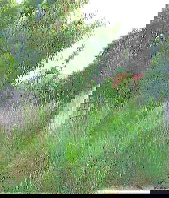 Land for sale Pinthong Industrial Estate : FOR SALE  LAND PROPERTY  6805000 BAHT.