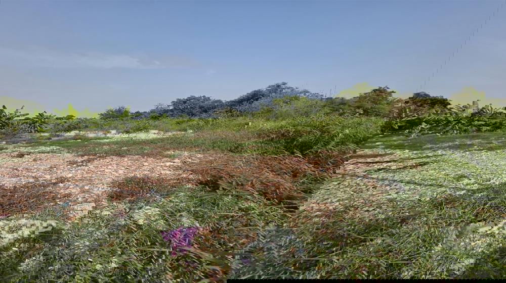 รูป ขายที่ดินสายไหม ใกล้รถไฟฟ้าสถานีคูคต  รหัส 00160573 - รูปที่ 5/5