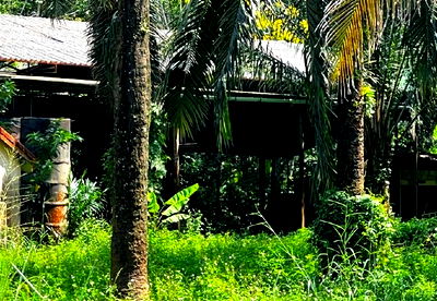 Land for sale Ao Luk Krabi : FOR SALE  LAND PROPERTY  9071000 BAHT.