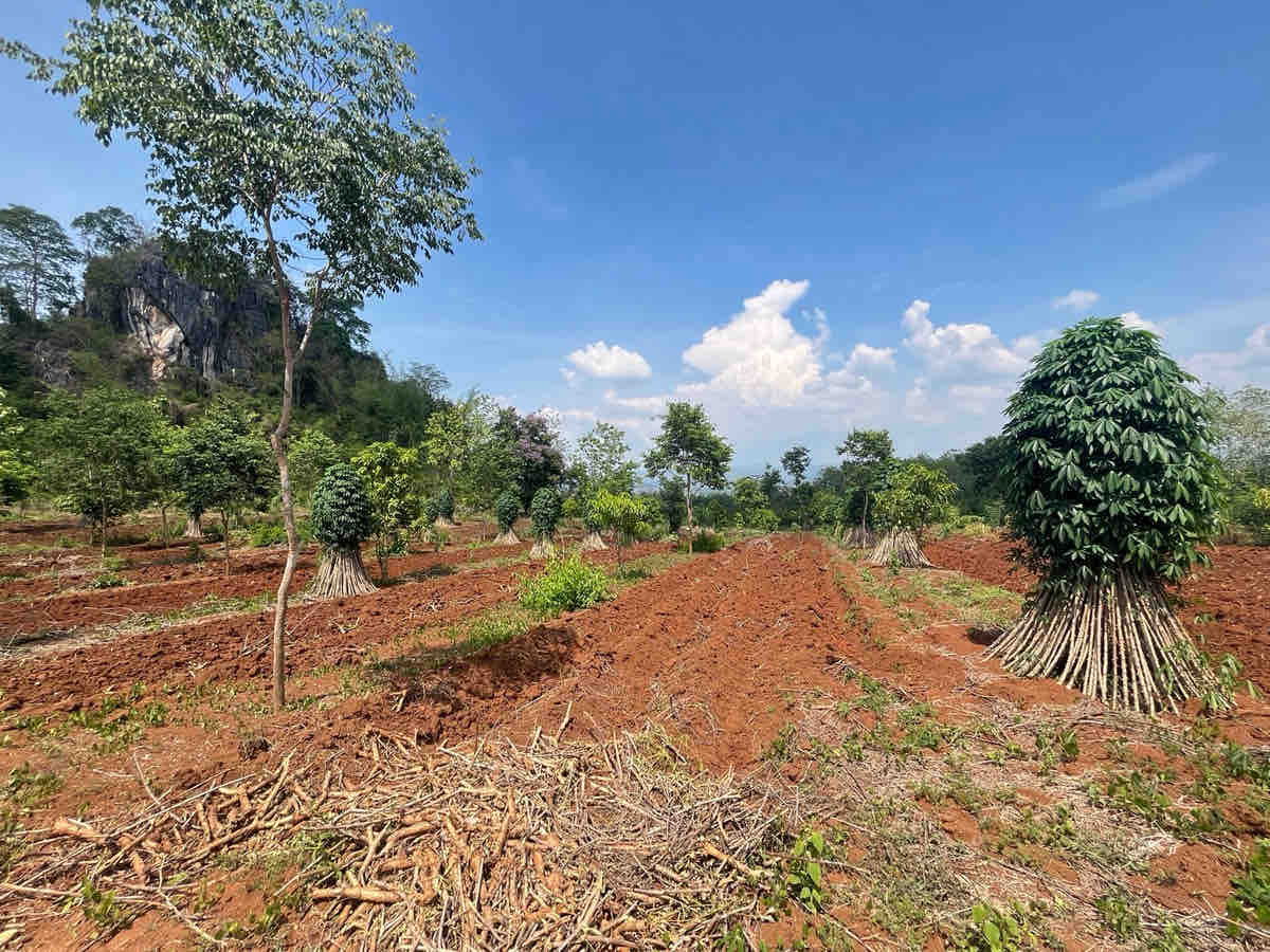 รูป ขายที่ดิน2ไร่ 2แปลงติดกัน  ราคา700,000ต่อแปลง  ราคา4ไร่1,400,000 - รูปที่ 7/8