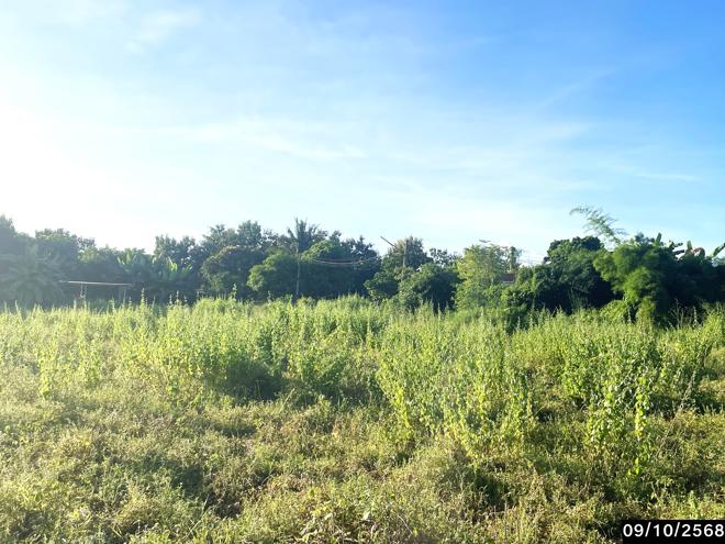 รูป ที่ดินว่างเปล่า สำหรับขาย - ภูเวียง ภูเวียง ขอนแก่น - รูปที่ 4/14