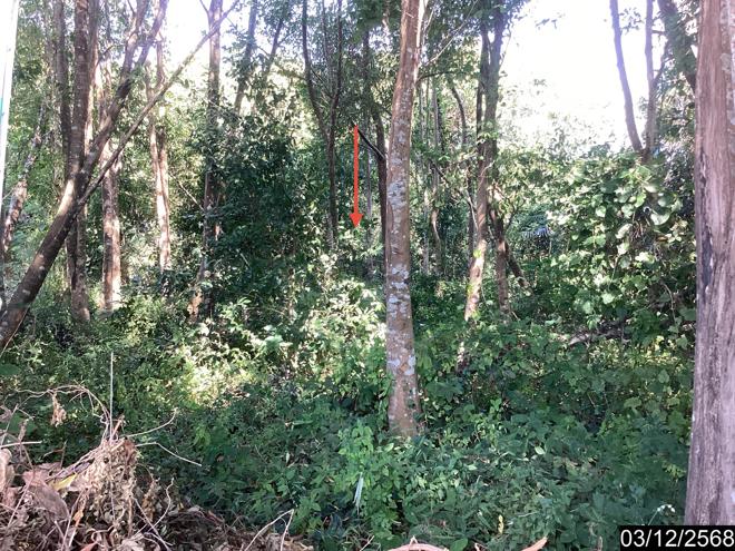 รูป ที่ดินว่างเปล่า สำหรับขาย - บึงกาฬ เมืองบึงกาฬ บึงกาฬ - รูปที่ 7/24