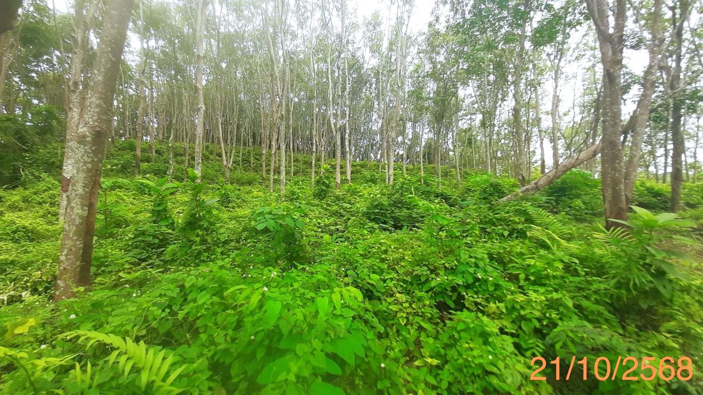 picture LAND for sale  Pa Khlok Thalang Phuket - 10/16