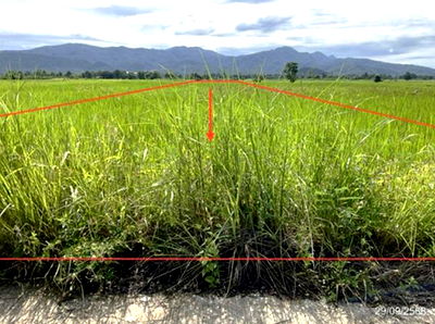 Land for sale Chun Phayao : LAND for sale  Thung Ruang Thong Chun Phayao
