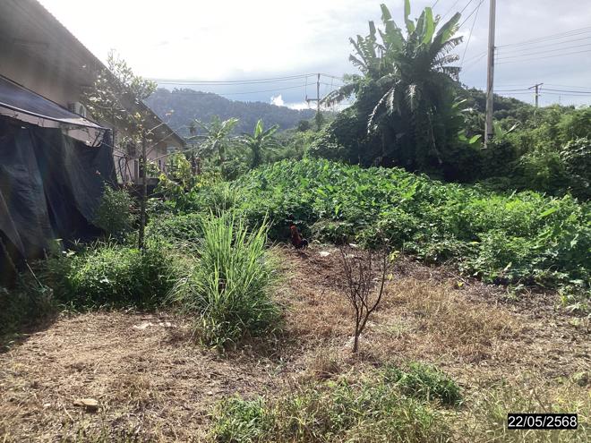 รูป ที่ดินว่างเปล่า สำหรับขาย - บางนอน เมืองระนอง ระนอง - รูปที่ 4/22