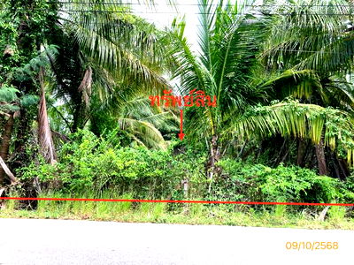 Land for sale Don Sak Surat Thani : LAND for sale  Don Sak Don Sak Surat Thani