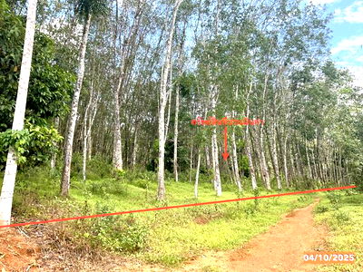 Land for sale Trang : LAND for sale  Bang Duan Palian Trang