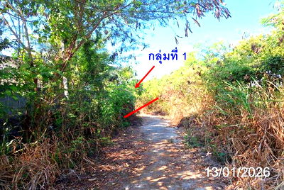 Land for sale Lamphun : LAND for sale  Tha Tum Pa Sang Lamphun
