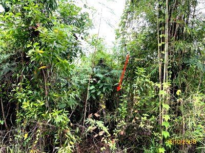 LAND 1261.1 Sq.w. Chom Bung Ratchburi for 5M